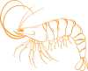crab