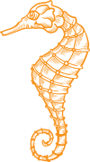 Tidescapes Collab 1 seahorse