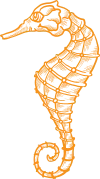 seahorse
